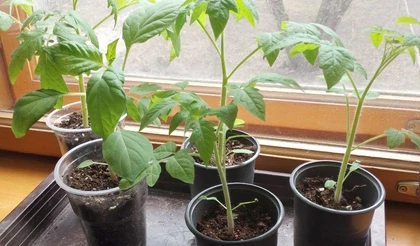 Как покупать рассаду