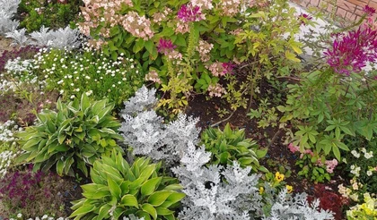 Цинерария: выращивание рассады