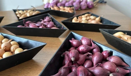 Лук-севок: рекомендации по выбору