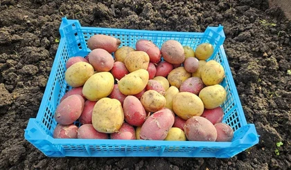 Сохраняем урожай картофеля от фитофторы