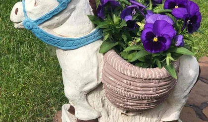 Виола: выращиваем рассаду