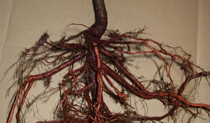 Когда лучше сажать дерево: весной или осенью