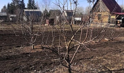 Весенняя обрезка плодовых деревьев