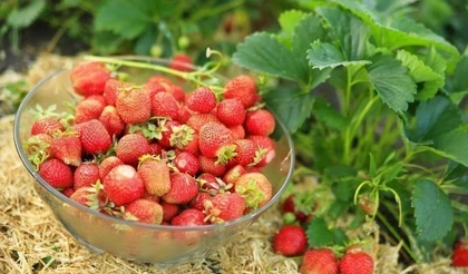 Шушенский госсортоучасток: показывает и рассказывает Е.В. Иванова