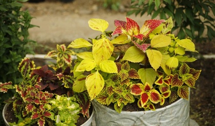 «Цветочная симфония» готовится к цветочному сезону