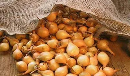 Как правильно хранить севок