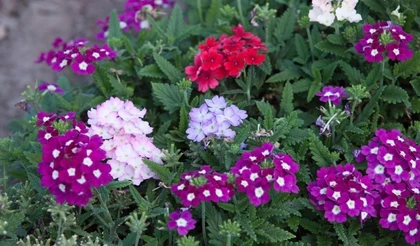 Вербена в нашем саду