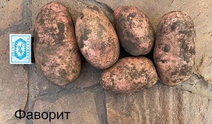 Раз картошка, два картошка…