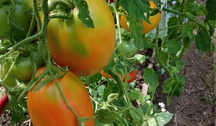 Бабушкины «сливочки» от Ивана Куприна