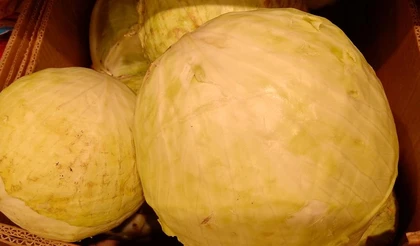 Как сохранить свежую капусту: советы для сибиряков