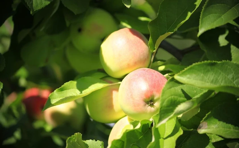 Бесплатные консультации, с июня по октябрь 2023 г.