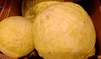 Как сохранить свежую капусту: советы для сибиряков