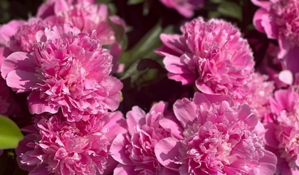 Рекомендации по обрезке пионов и уходу за букетом