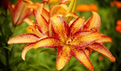 Цветы в июле хороши собой