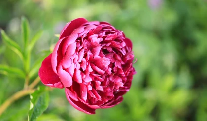 Пион: выход из зимовки