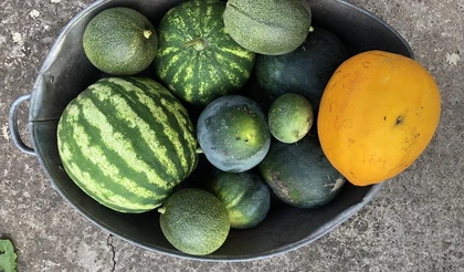 Выращивание арбузов в Сибири в открытом грунте