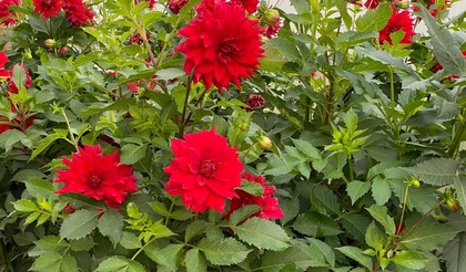 Как зимуют георгины?